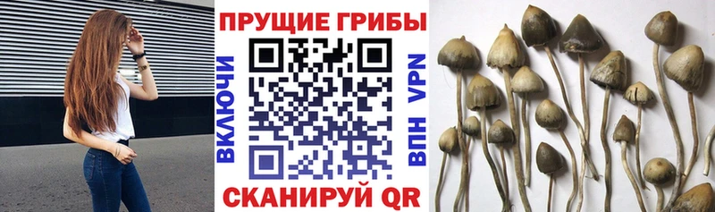 Псилоцибиновые грибы Psilocybine cubensis  Купить  Мирный 